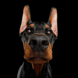 FThe ATO’s targets when sniffing out JobKeeper fraud